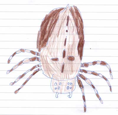 Zeichnung Spinne